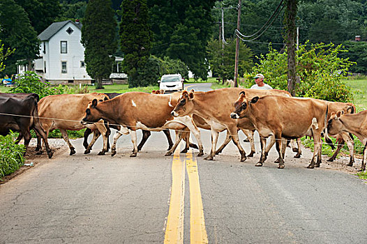 农民,引导,乳业,母牛,道路,靠近,长,绿色,马里兰,美国