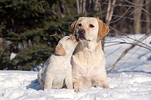 拉布拉多犬,狗,母亲,小动物,雪中