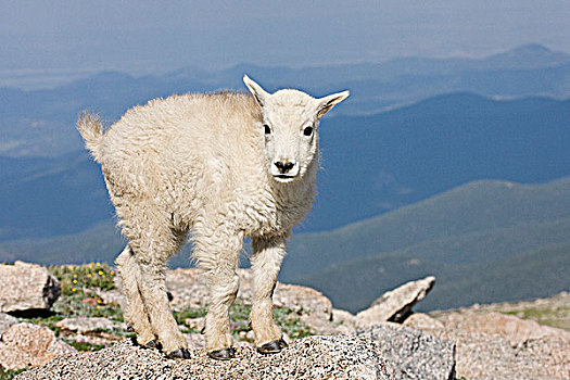 石山羊,雪羊,攀升,自然荒野区,科罗拉多,美国