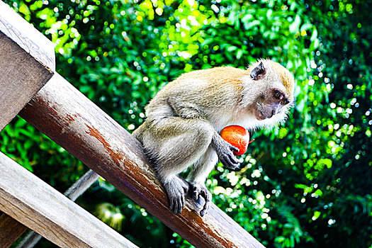 新加坡动物园的猴子