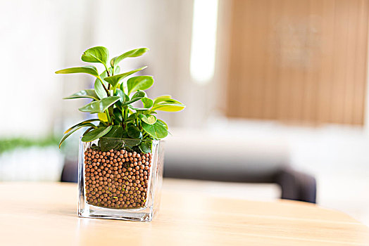 玻璃,容器,绿色植物,桌上