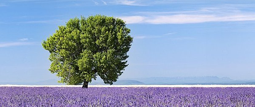 树,薰衣草种植区,瓦伦索,高原,普罗旺斯,法国