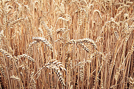 冬天,小麦,土地