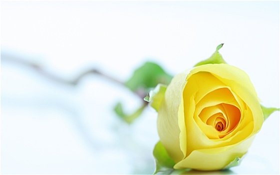 一个,黄玫瑰,白色背景