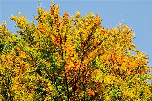 树,秋季