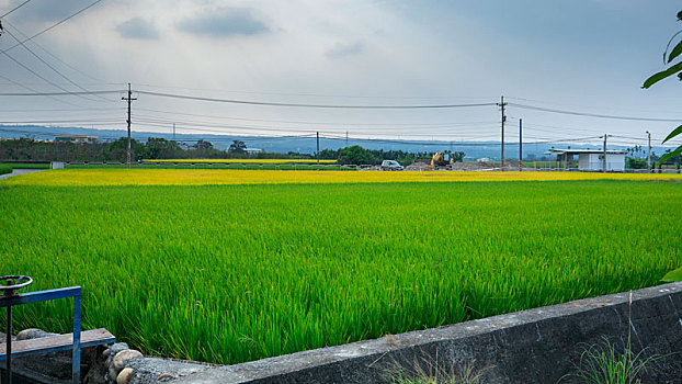 台湾南部乡村,产业道路旁绿油油的稻田