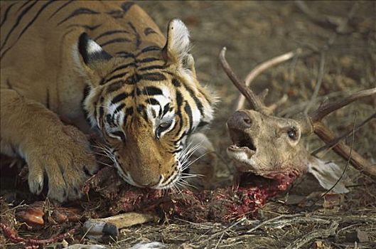孟加拉虎,虎,幼兽,水鹿,伦滕波尔国家公园,印度