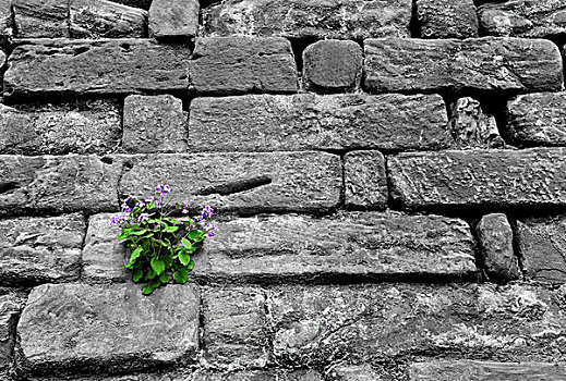 石头,岩石墙,小,紫花