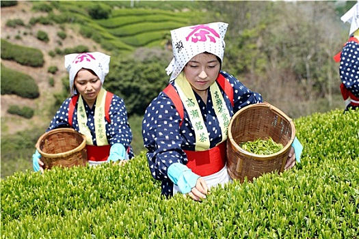 年轻,日本人,女人,收获,绿茶,叶子,山,茶园