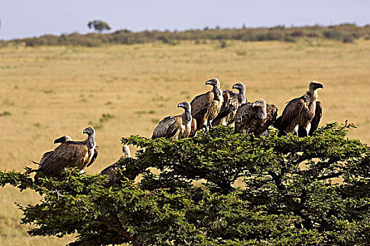非洲,白色,后背,秃鹰,白背秃鹫,群,站立,马赛马拉,公园,肯尼亚