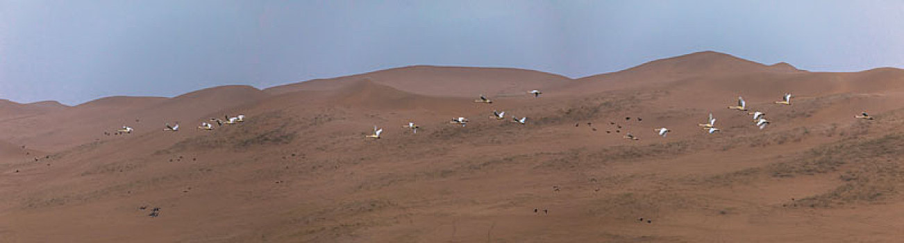 天鹅,沙漠中的天鹅,白天鹅,迁徙中的天鹅