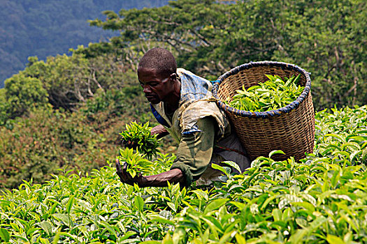 采茶,靠近,国家公园,卢旺达