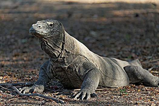 科摩多巨蜥,科莫多国家公园,世界遗产,科莫多岛,岛屿,印度尼西亚,亚洲