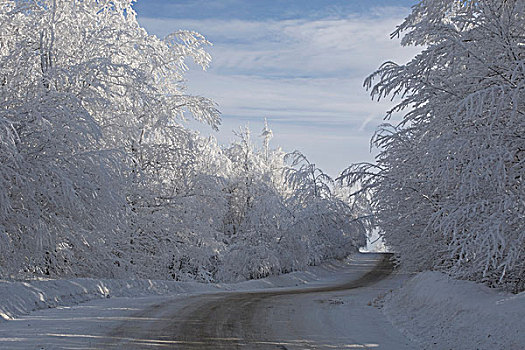 道路,积雪,树
