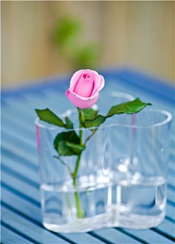 粉红玫瑰,玻璃花瓶