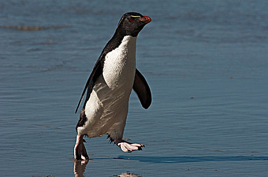 凤冠企鹅,南跳岩企鹅,走,海滩,岛屿,福克兰群岛