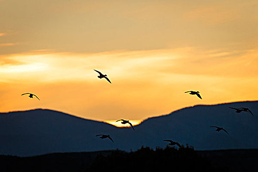 鹅,飞,日落,新墨西哥