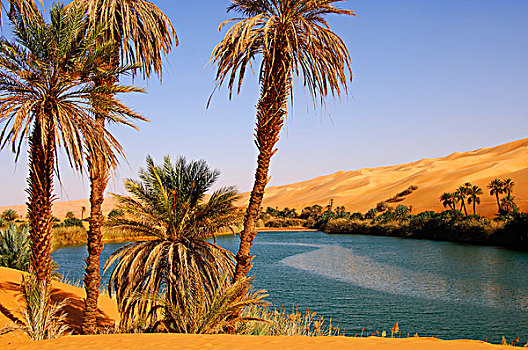 棕榈树,岸边,湖,奥巴里,沙子,海洋,撒哈拉沙漠,利比亚,非洲