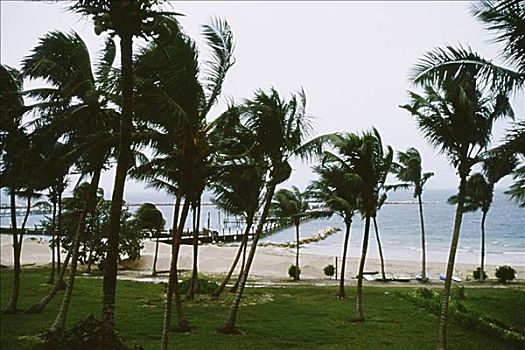 正面,棕榈树,摇动,风暴,巴哈马