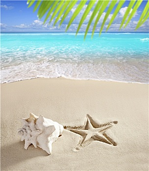 加勒比,海滩,海星,壳,白沙