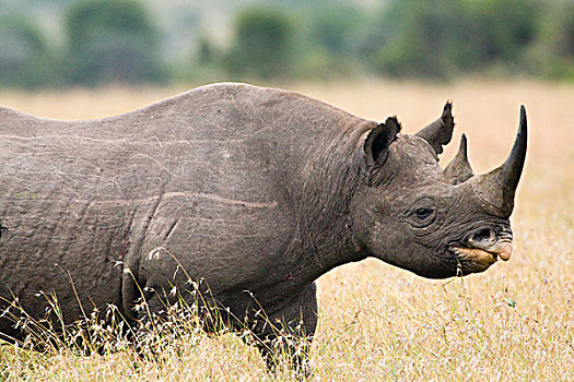 黑色,濒临灭绝,物种,自然保护区,肯尼亚