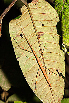 竹节虫,国家公园,马达加斯加