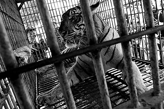 野外,虎,受困,传统,丛林,印度尼西亚,十月,2007年