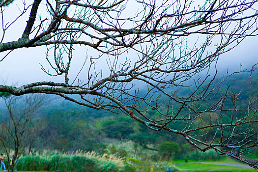 台北近郊山区的景点阳明山枯树与芦苇草