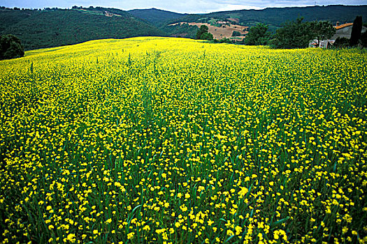 漂亮,黄花,遮盖,地点,圣吉米尼亚诺,托斯卡纳,意大利