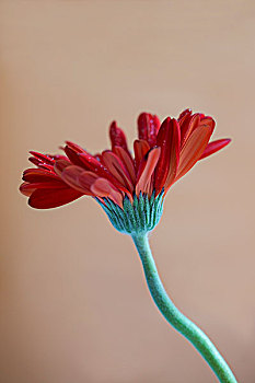 一朵绽放的非洲菊