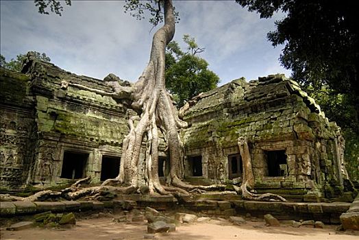 巨大,根部,上方,庙宇,遗址,吴哥,收获,柬埔寨,东南亚,亚洲