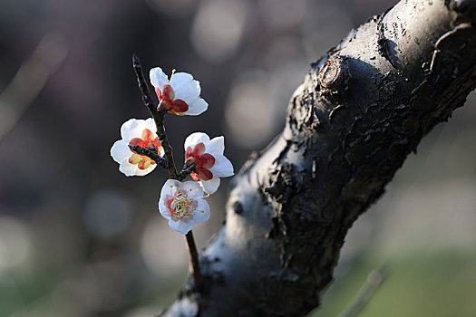 春天的梅花