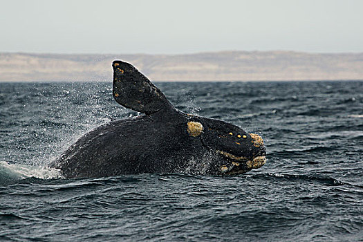 南露脊鲸,瓦尔德斯半岛,阿根廷
