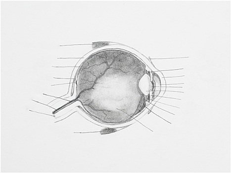 特写,眼,铅笔画,白色背景,纸
