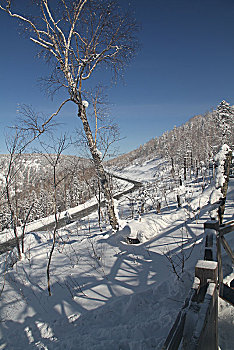 哈尔滨,雪乡,雪景,北方