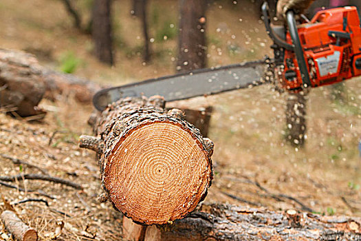 伐木工,落下,树,加利福尼亚,美国