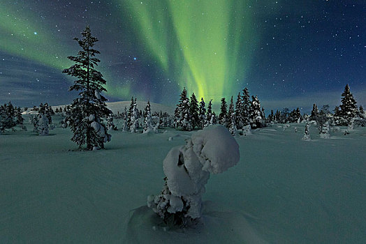 北极光,冰冻,树,国家公园,拉普兰,芬兰
