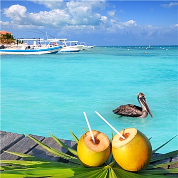 加勒比,新鲜,椰树,鸡尾酒,鹈鹕,游泳