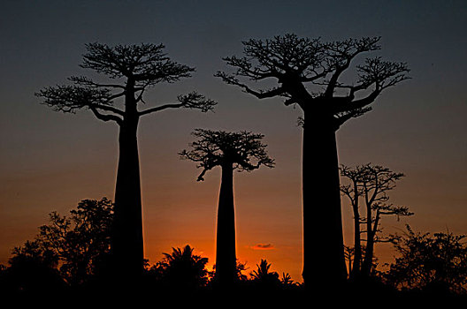 非洲,猴面包树,日落,马达加斯加