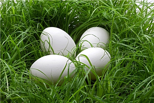 蛋,草坪