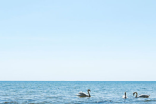 三个,天鹅,海洋