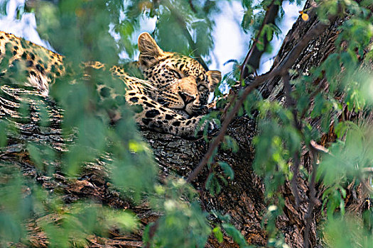 博茨瓦纳,奥卡万戈三角洲,雌性,豹,睡觉,高,树