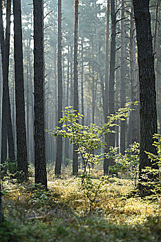 风景,橡树,栎属,栎树,松林