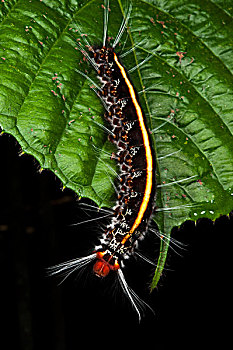 野外,蚕丝,蛾子,毛虫,蚕蛾,国家公园,亚马逊雨林,厄瓜多尔,南美