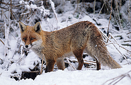 红狐,狐属,雪地,巴伐利亚,德国,欧洲