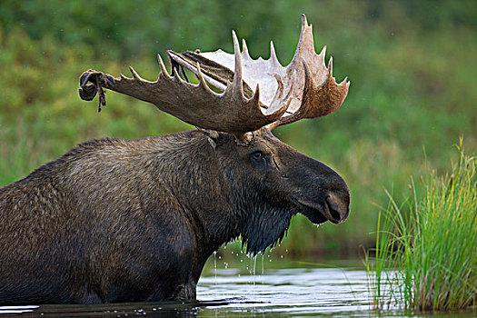 阿拉斯加,驼鹿,雄性动物,鹿角,天鹅绒,进食,苔原,水塘,德纳里峰国家公园
