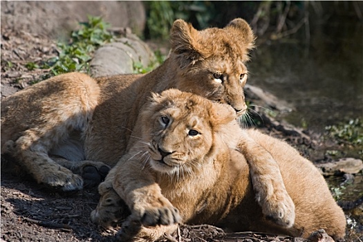 两个,年轻,狮子,玩