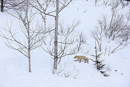 红狐,雪原