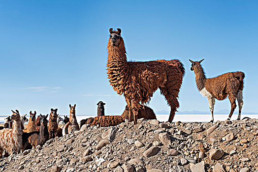 美洲驼,喇嘛,牧群,荒芜,风景,高原,波托西地区,玻利维亚,南美