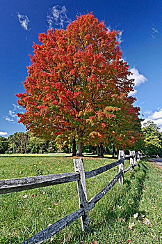 红枫,树,彩色,靠近,康科德,马萨诸塞